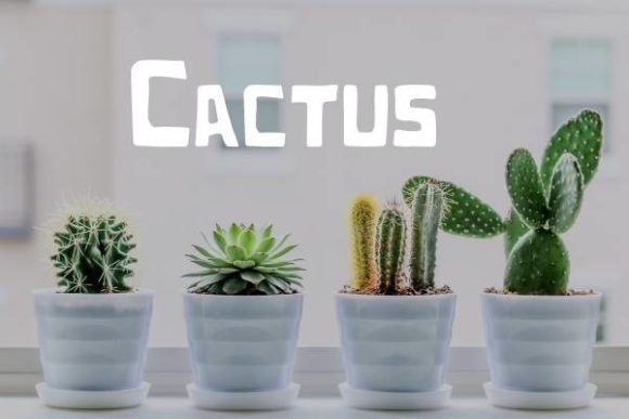 Cactus Font: A Modern Edge for Your Creative Projects